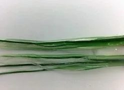 NORTH PACIFIC NEEDLE FISH C1CR