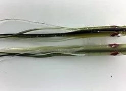 NORTH PACIFIC NEEDLE FISH G80