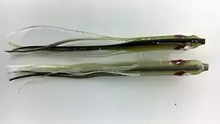 NORTH PACIFIC NEEDLE FISH G80 1 NORTH PACIFIC NEEDLE FISH G80