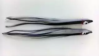 NORTH PACIFIC NEEDLE FISH GBOAX34R 1 NORTH PACIFIC NEEDLE FISH GBOAX34R