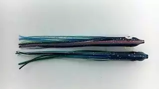 NORTH PACIFIC NEEDLE FISH LPB1 1 NORTH PACIFIC NEEDLE FISH LPB1