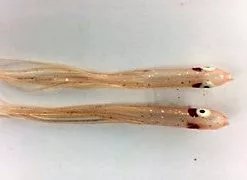 NORTH PACIFIC NEEDLE FISH M92