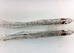 NORTH PACIFIC NEEDLE FISH M93 Hoochies