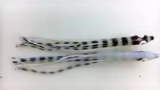 Hoochies NORTH PACIFIC NEEDLE FISH YS47OA 1 Hoochies NORTH PACIFIC NEEDLE FISH YS47OA